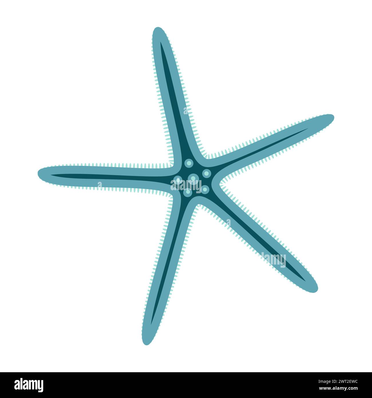 Style plat Starfish Linckia. Icône mignonne étoile de mer bleue. Style cartoon animal marin. Échinoderme. Icône marine sous-marine isolée sur fond blanc. Illustration vectorielle d'été Illustration de Vecteur