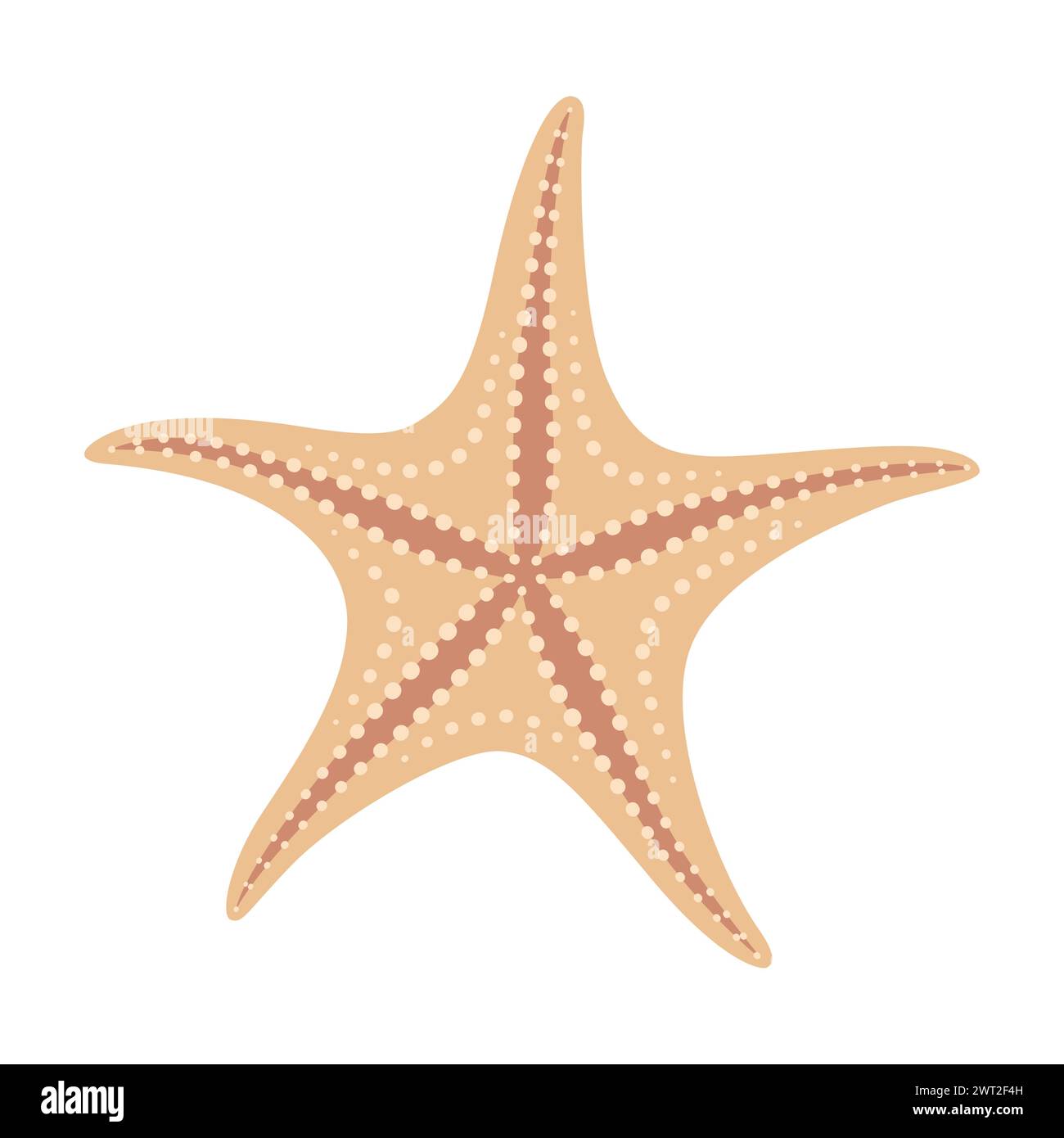 Étoiles de mer séchées. Style plat icône étoile de mer. Style cartoon animal marin. Échinoderme. Icône marine sous-marine isolée sur fond blanc. Illustration vectorielle d'été Illustration de Vecteur