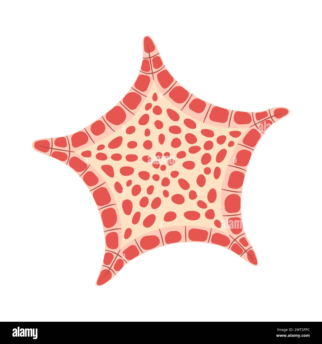 Style plat étoile de mer. Icône Biscuit Star Starfish. Style cartoon animal marin. Échinoderme. Icône marine sous-marine isolée sur fond blanc. Illustration vectorielle d'été Illustration de Vecteur