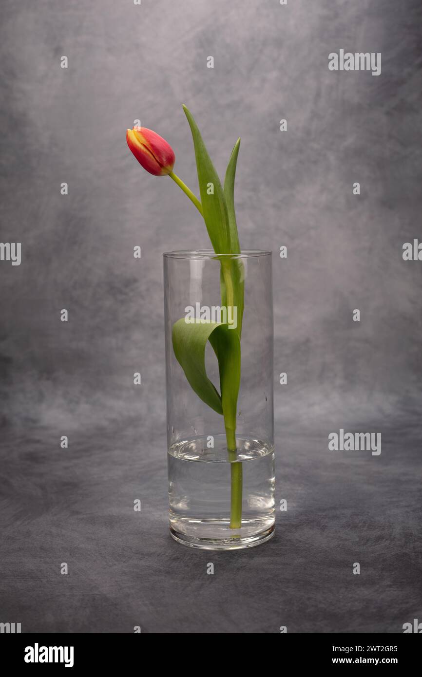 La danseuse ; un bourgeon tulipe rouge et jaune partiellement ouvert dans un vase en verre dans la position d'une danseuse Banque D'Images