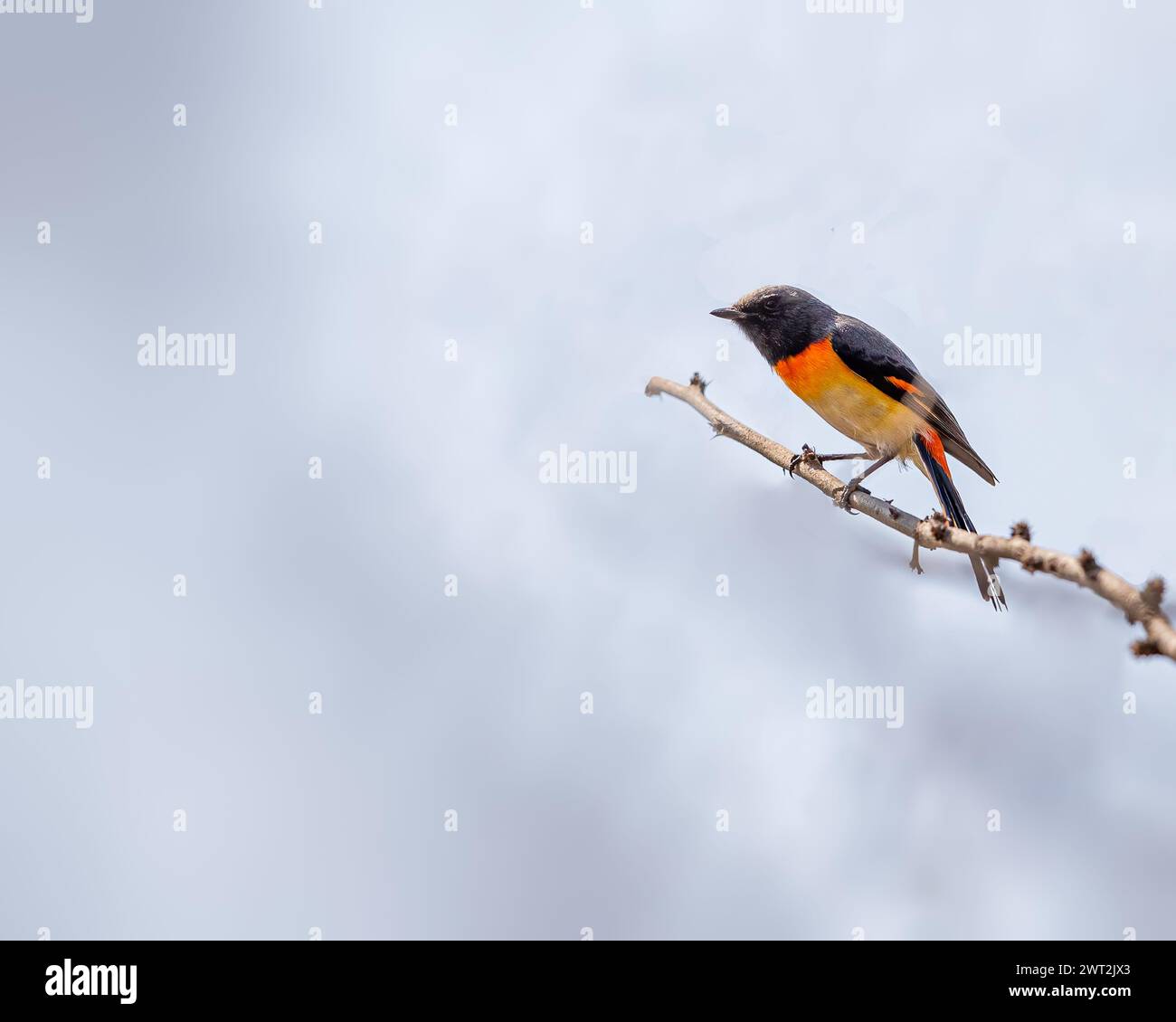 Un minivet rouge reposant sur une branche Banque D'Images