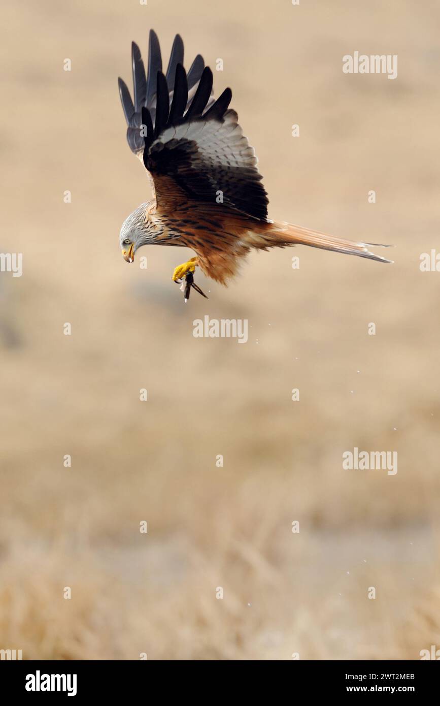 chasse réussie... Cerf-volant rouge ( Milvus milvus ) en vol, volant avec des proies dans ses griffes, faune, Europe. Banque D'Images
