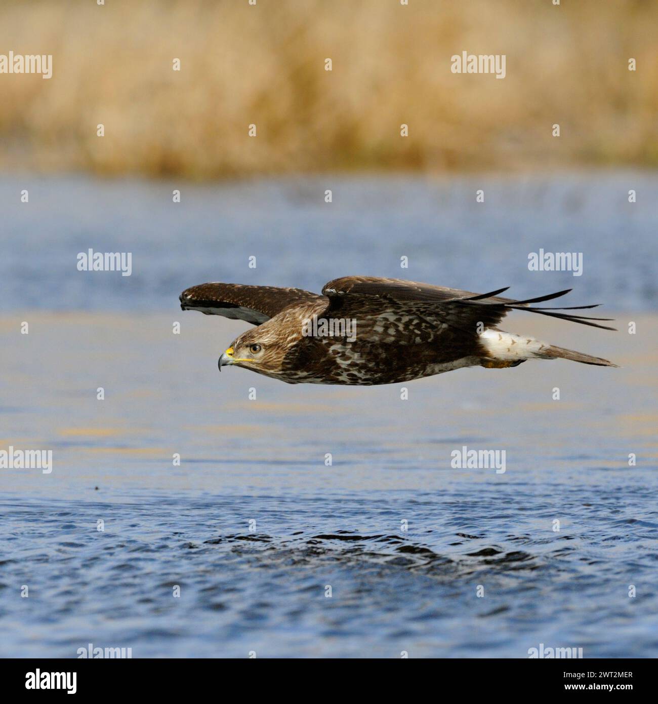 Buzzard commun / Buzzard ( Buteo buteo ) en vol, chasse, chasse, vol près au-dessus de la surface de l'eau d'un marais, faune, Europe. Banque D'Images