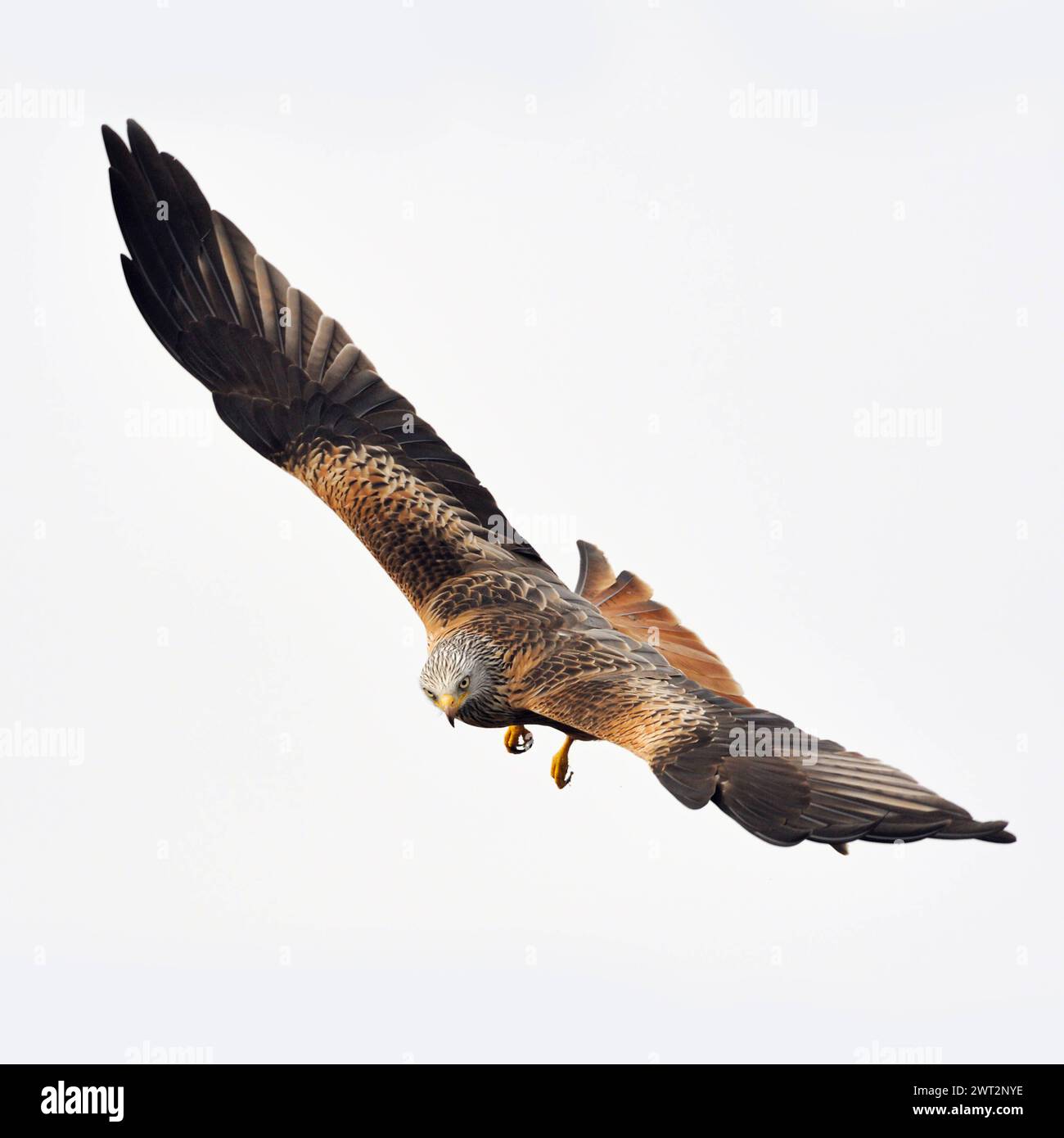 spektakulärer Flieger... Rotmilan milvus milvus , sicherlich einer der schönsten heimischen Greifvögel, überall Bedrohte, gefährdete Art, blickt in die Kamera, heimische Vogelwelt, Tierwelt, Natur *** Red Kite Milvus milvus , plus bel oiseau de proie, en vol spectaculaire, faune, Europe. Mecklembourg-Poméranie occidentale Deutschland, Europe Banque D'Images