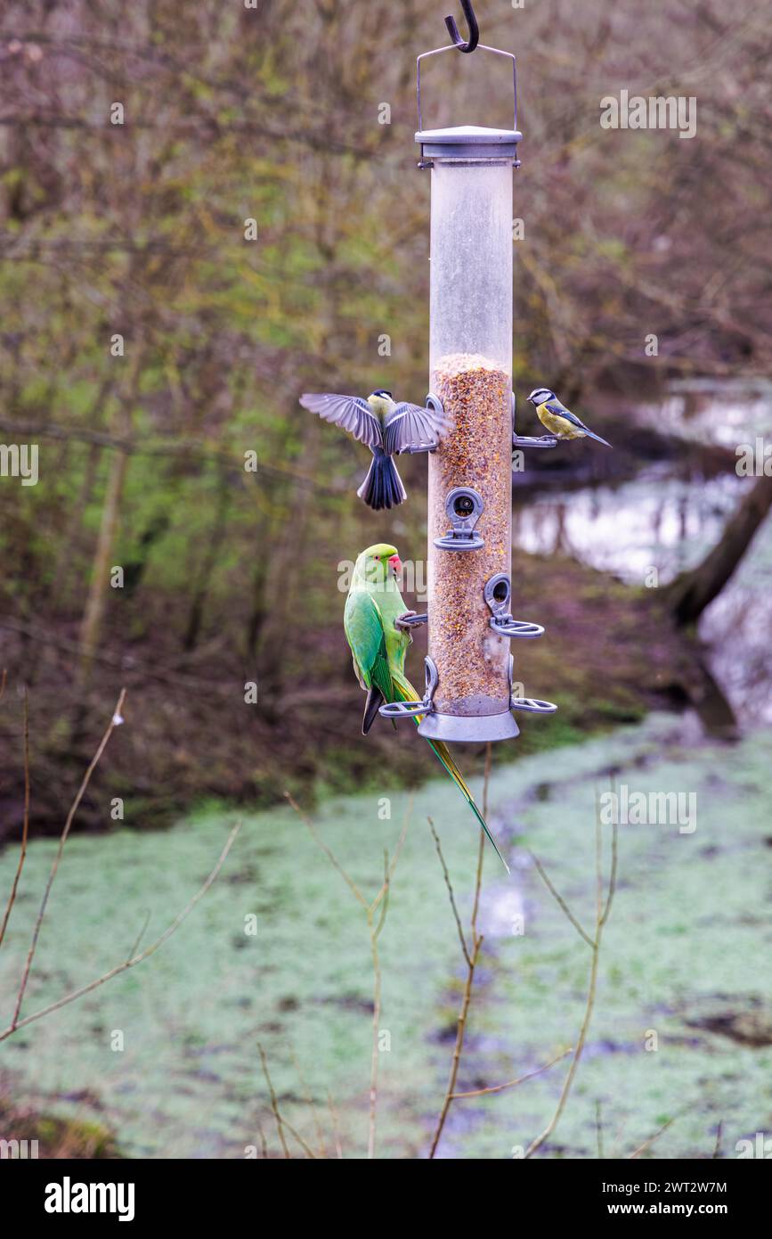 Une perruche femelle à col annulaire (Psittacula krameri), une grande mésange (parus major) et une mésange bleue (Cyanistes caeruleus) dans une mangeoire à oiseaux à RHS Garden, Wisley Banque D'Images