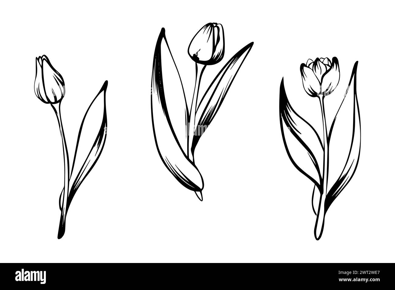Ensemble de tulipes dans le style croquis, dessiné à la main isolé sur fond blanc. Illustration de Vecteur