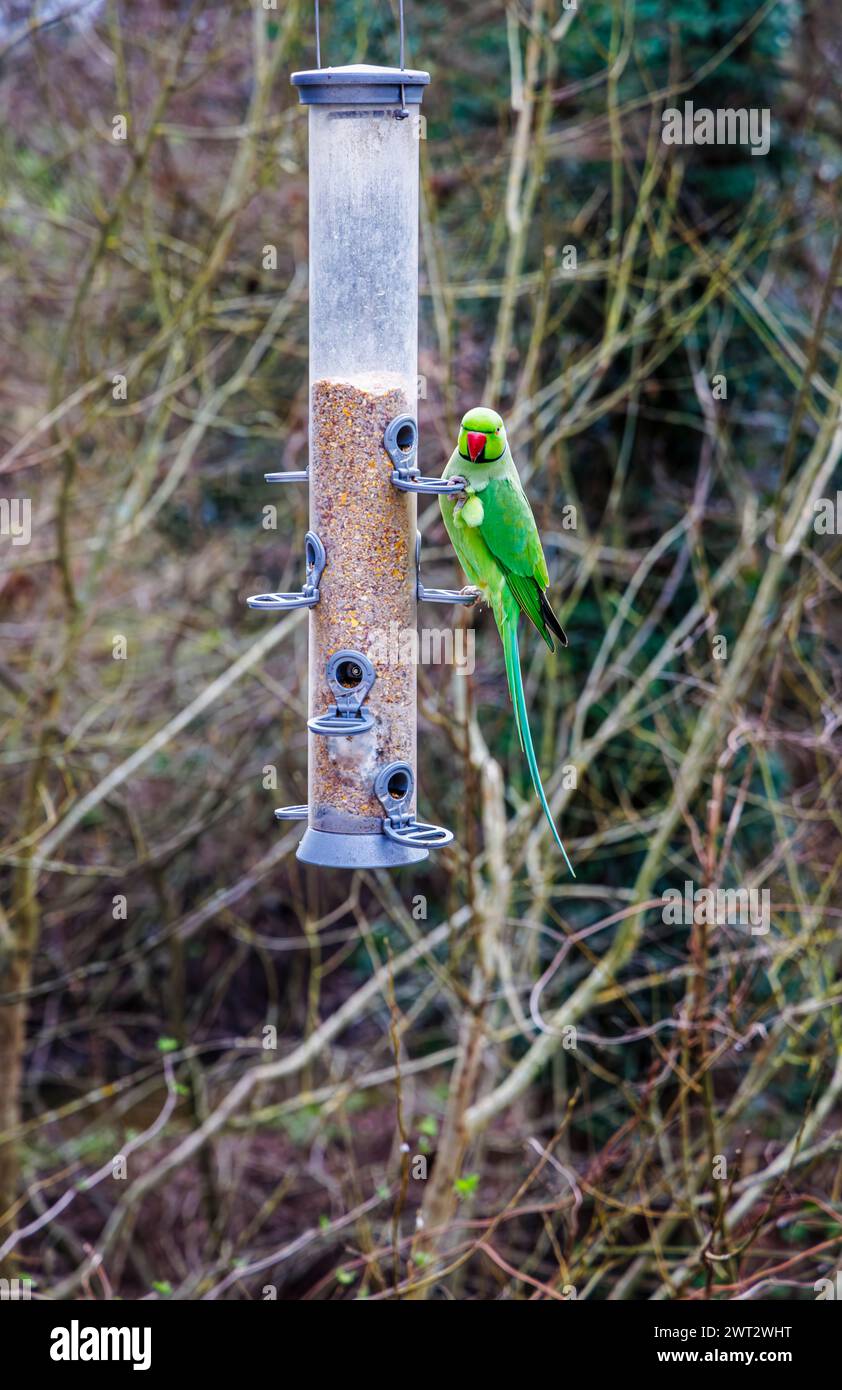 Un mâle vert perruche à col annulaire (Psittacula krameri, perruche à cernes roses) se nourrissant dans une mangeoire à oiseaux à RHS Garden, Wisley, Surrey au printemps Banque D'Images