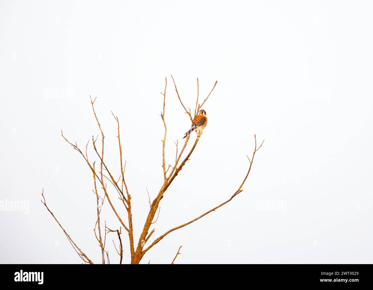 American Kestrel mâle petit dans le cadre Banque D'Images