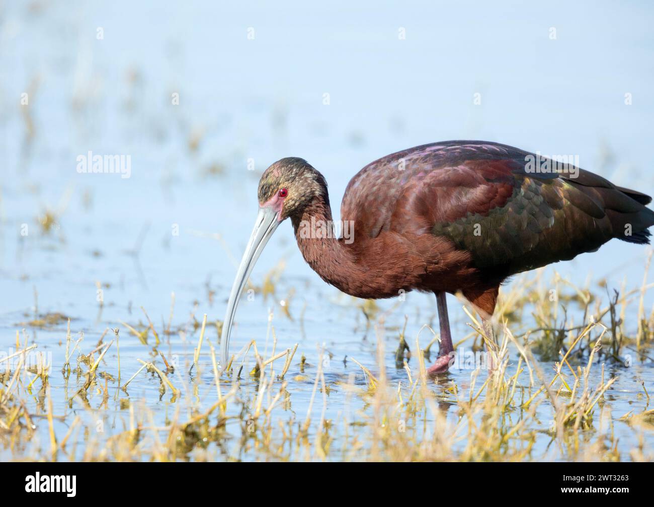 Gros plan ibis à face blanche Banque D'Images
