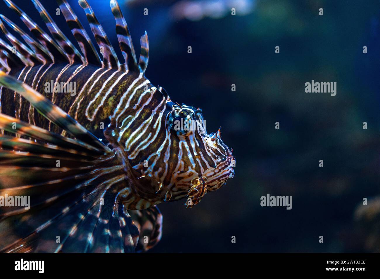 Luciole du diable ou poisson lion nageant dans l'aquarium. Banque D'Images