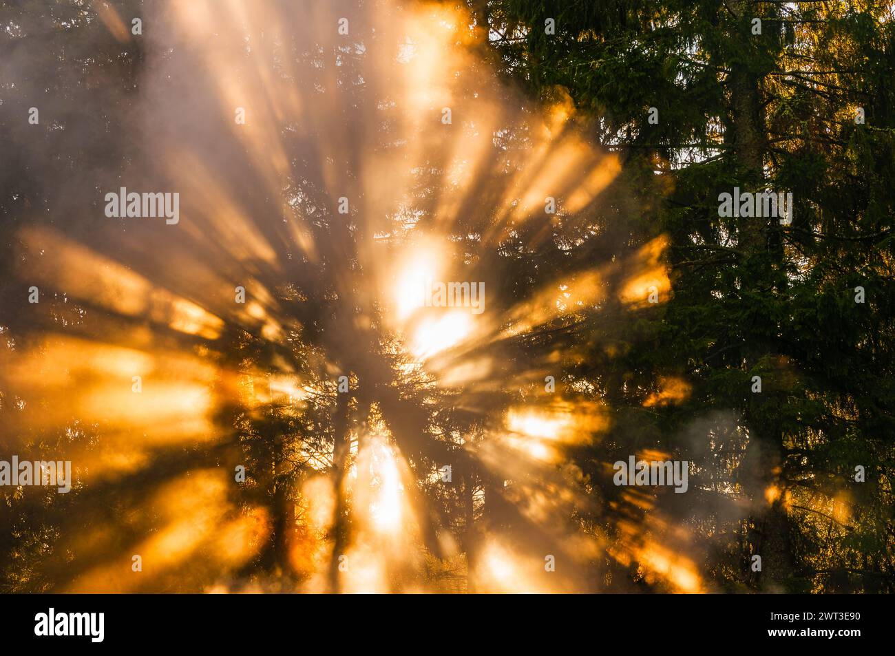 Le soleil éclate à travers la brume dense d'une forêt suédoise, projetant des faisceaux de lumière rayonnants qui filtrent entre les troncs d'arbres. La lumière tôt le matin Banque D'Images