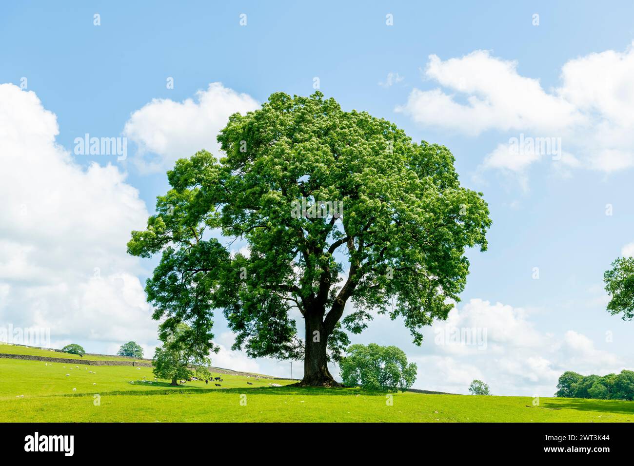 Un arbre est probablement un frêne debout seul dans une prairie verte sous un ciel bleu avec quelques nuages en plein cadre Banque D'Images