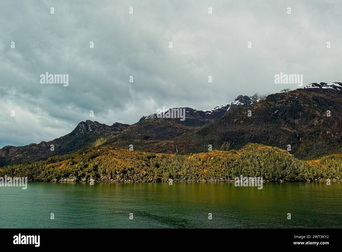 Une forêt subpolaire dans la baie d'Ainsworth. Les forêts subpolaires de Magellan sont une écorégion dominée par des arbres du genre Nothofagus. Banque D'Images