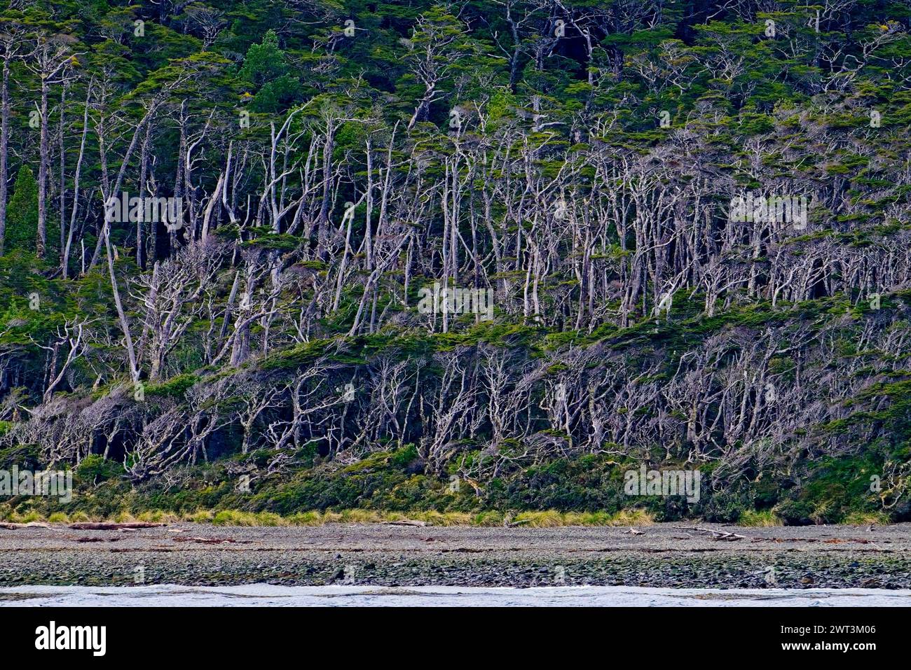 Les forêts subpolaires de Magellan sont une écorégion dominée par les arbres du genre Nothofagus, cette écorégion est le biome forestier le plus méridional de la Terre. Banque D'Images
