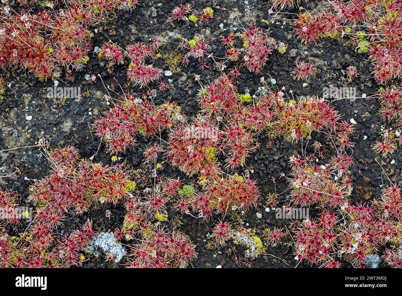 Plantes qui aiment les tourbières dans la baie d'Ainsworth, dans la région de la Terre de feu au Chili Banque D'Images