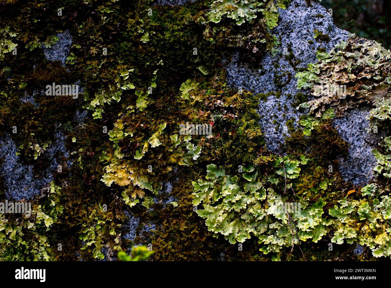 Les forêts subpolaires de Magellan sont une écorégion dominée par des arbres du genre Nothofagus. Dans la partie ouest de l'extrémité sud de l'Amérique du Sud. Banque D'Images