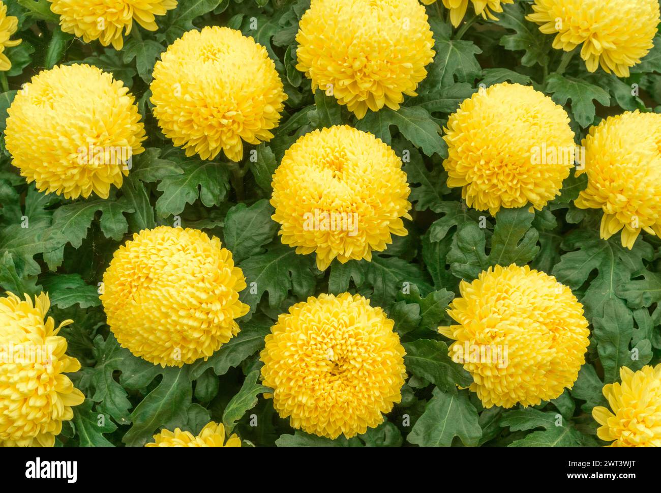 Beaux chrysanthèmes jaunes appelés Misty Golden, disposés dans un motif soigné contre les feuilles vertes contrastées. Banque D'Images