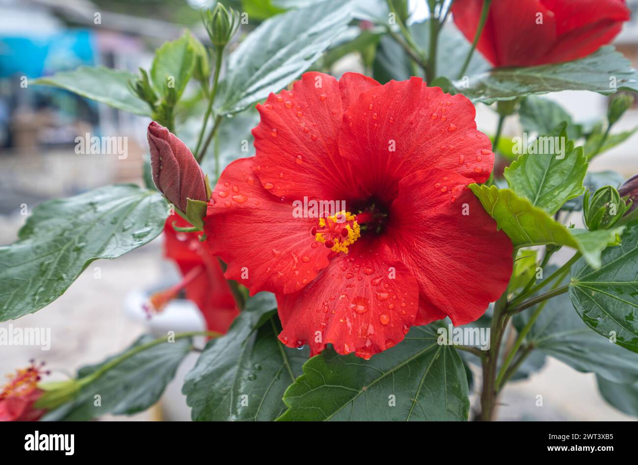 Détail de la belle fleur Hibiscis rosa-sinensis, après une douche. Des fleurs rouges vives et une anthère jaune contrastée en font une plante qui attire les yeux Banque D'Images