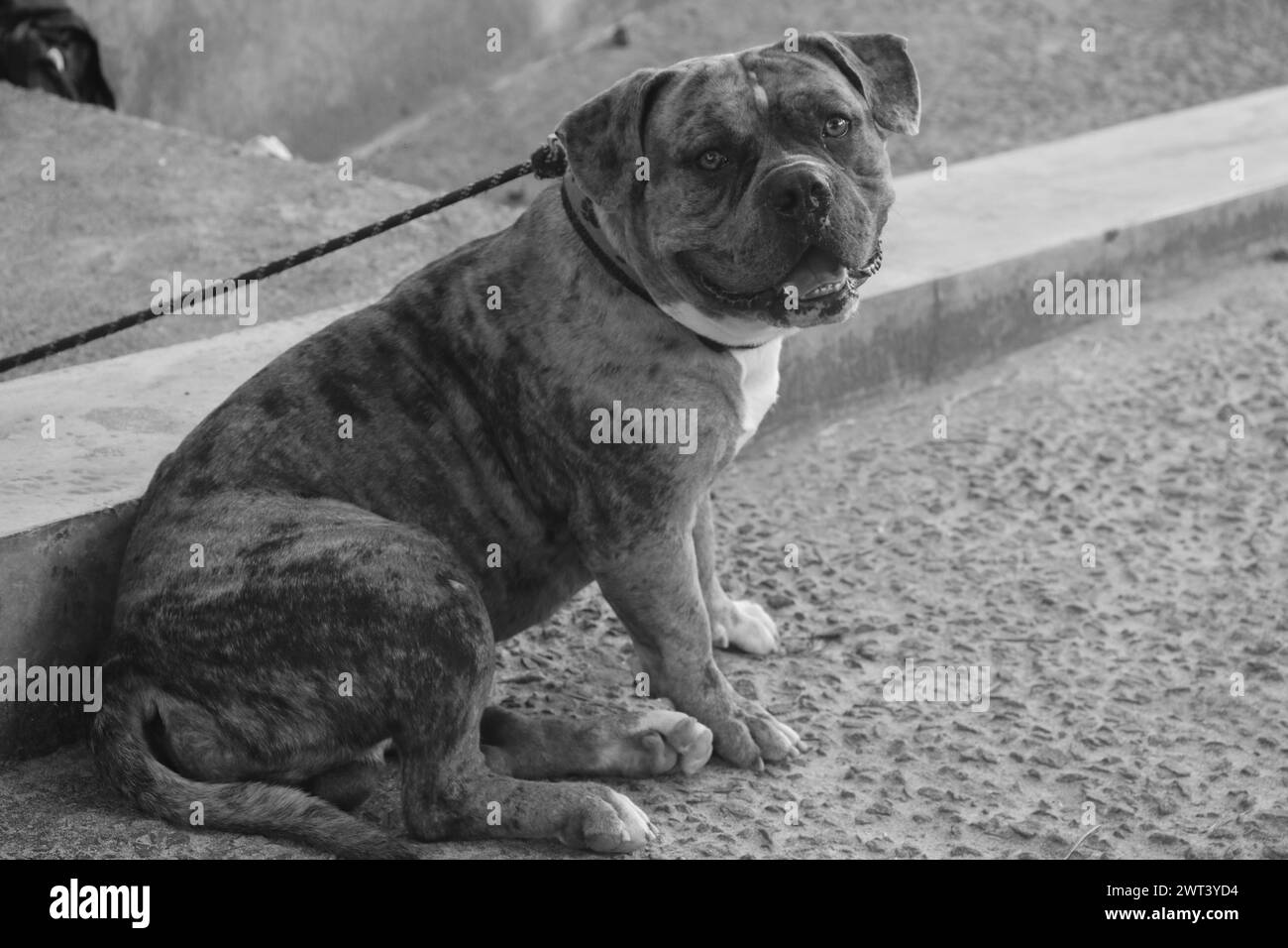 Photo monochrome d'un chien tendu sur un trottoir Banque D'Images