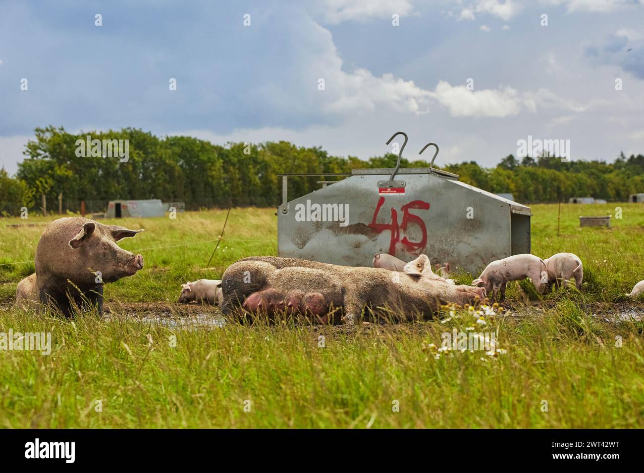 ECO élevage porcin dans le champ au Danemark Banque D'Images