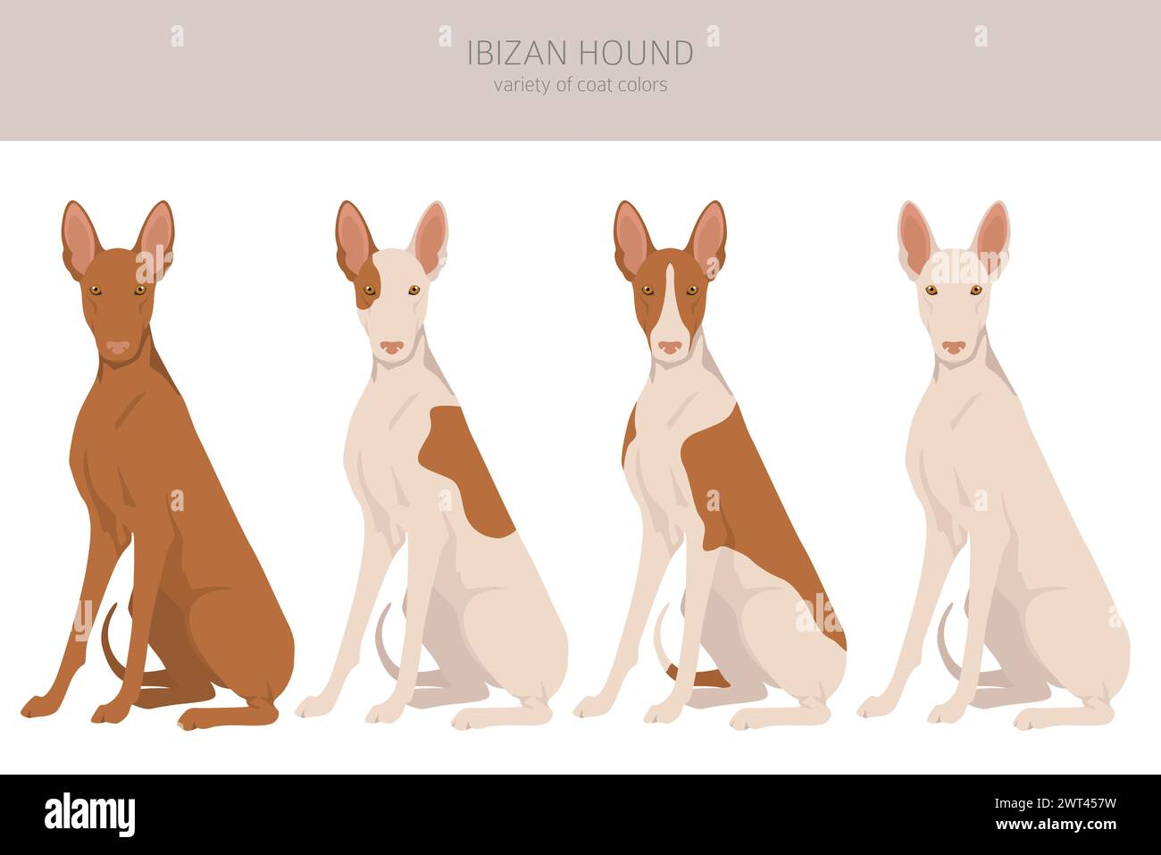 Chien de chasse ibizan.Différentes poses, ensemble de couleurs de pelage.Illustration vectorielle Illustration de Vecteur
