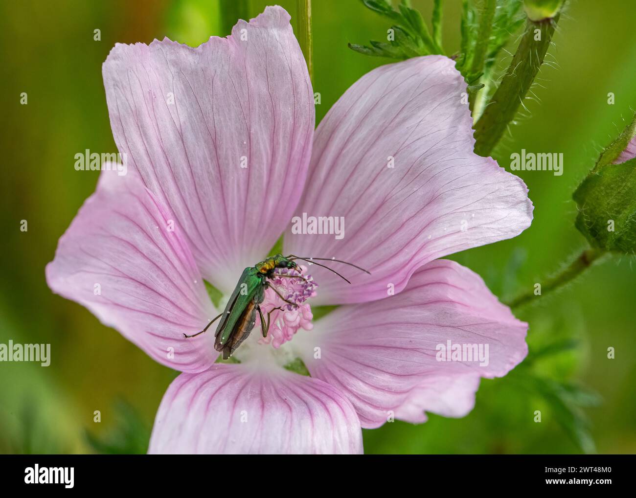 Un faux coléoptère à huile ou coléoptère gonflé - Oedemera nobilis une femelle verte irisée sur une grande fleur de mauve rose . Suffolk, Royaume-Uni Banque D'Images