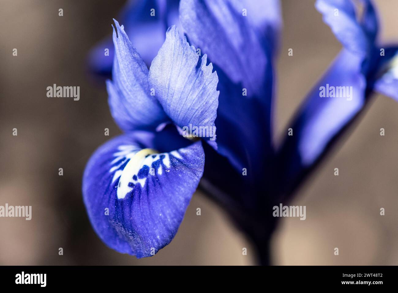 Iris sibérien fleurissant, Iris sibirica, dans un jardin de chalet, Brownsburg-Chatham, Québec, Canada Banque D'Images