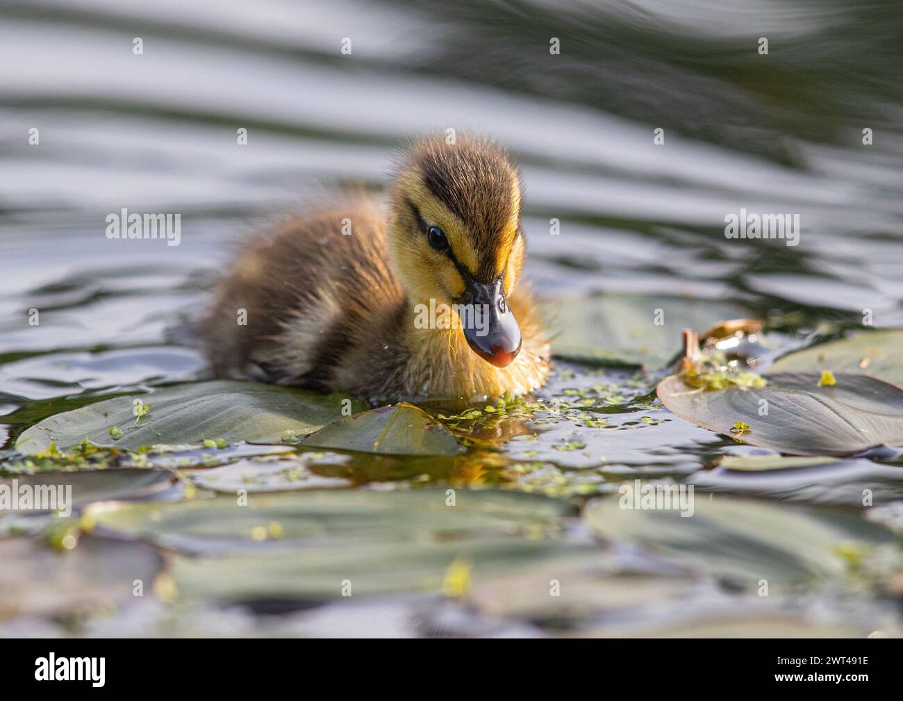 Un gros plan d'un caneton colvert moelleux (Anas platyrhynchos) minuscule, nouveau, moelleux et très mignon. Faire des ondulations comme il va . Suffolk, Royaume-Uni. Banque D'Images