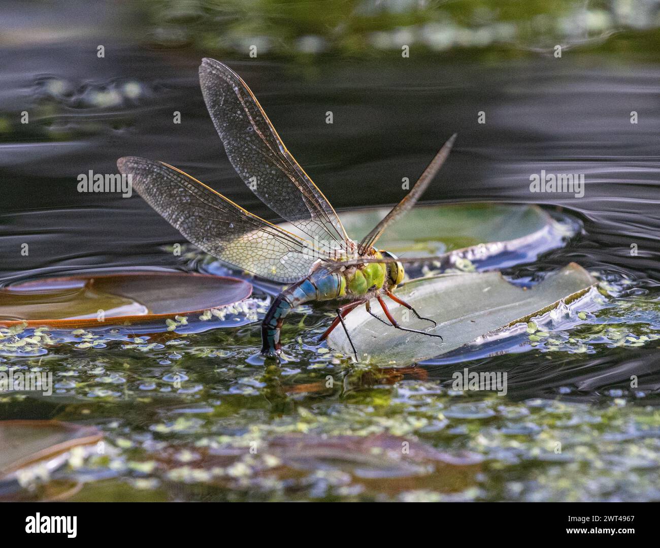 Une libellule Emeror femelle ( Anax imperator) en action , déposant ses oeufs sur des feuilles de Potamageton sur un étang rural . Suffolk . ROYAUME-UNI Banque D'Images