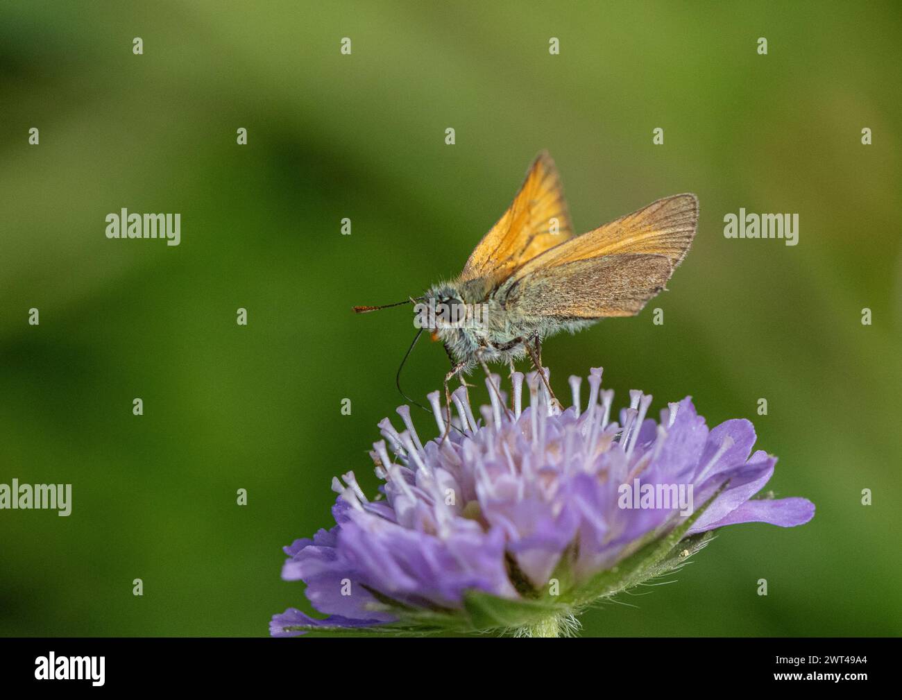 Un plan détaillé d'un petit Skipper Butterfly ( Thymelicus sylvestris) installé sur un beau champ de fleurs Scabious (Knautia arvensis ) Suffolk, Royaume-Uni. Banque D'Images
