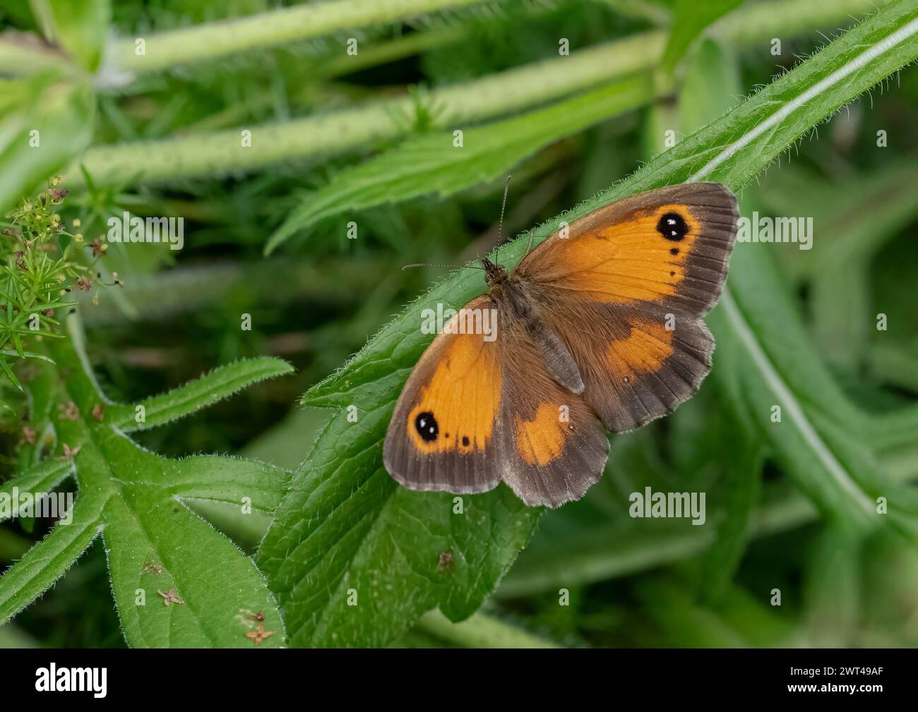 Un beau portier papillon (Pyronia tithonus) ailes déployées installé sur le champ Scabious montrant les yeux distinctifs. Suffolk, Royaume-Uni Banque D'Images