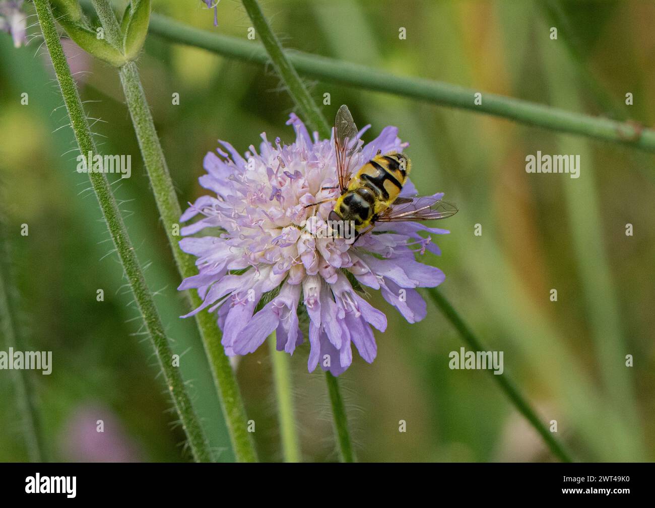 Batman Hoverfly - Myathropa florea connu pour son symbole batman se nourrissant de Scabious (Knautia arvensis ), Suffolk, Royaume-Uni Banque D'Images