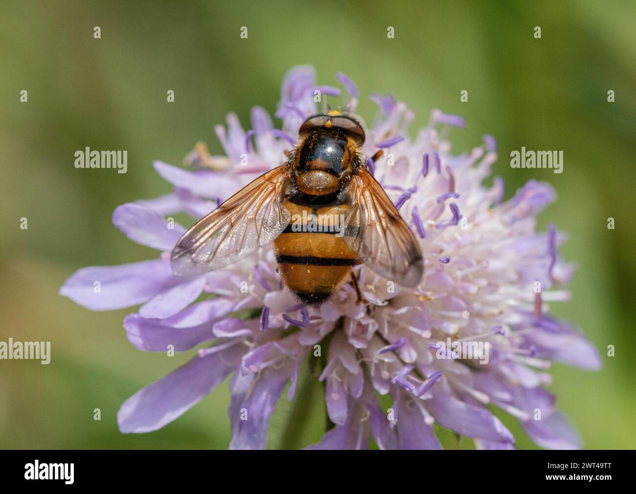 Volucella zonaria, le frelon imitant l'hoverfly, également connu sous le nom d'hoverfly ceinture se nourrissant sur le champ Scabious (Knautia arvensis ), Suffolk, Royaume-Uni Banque D'Images