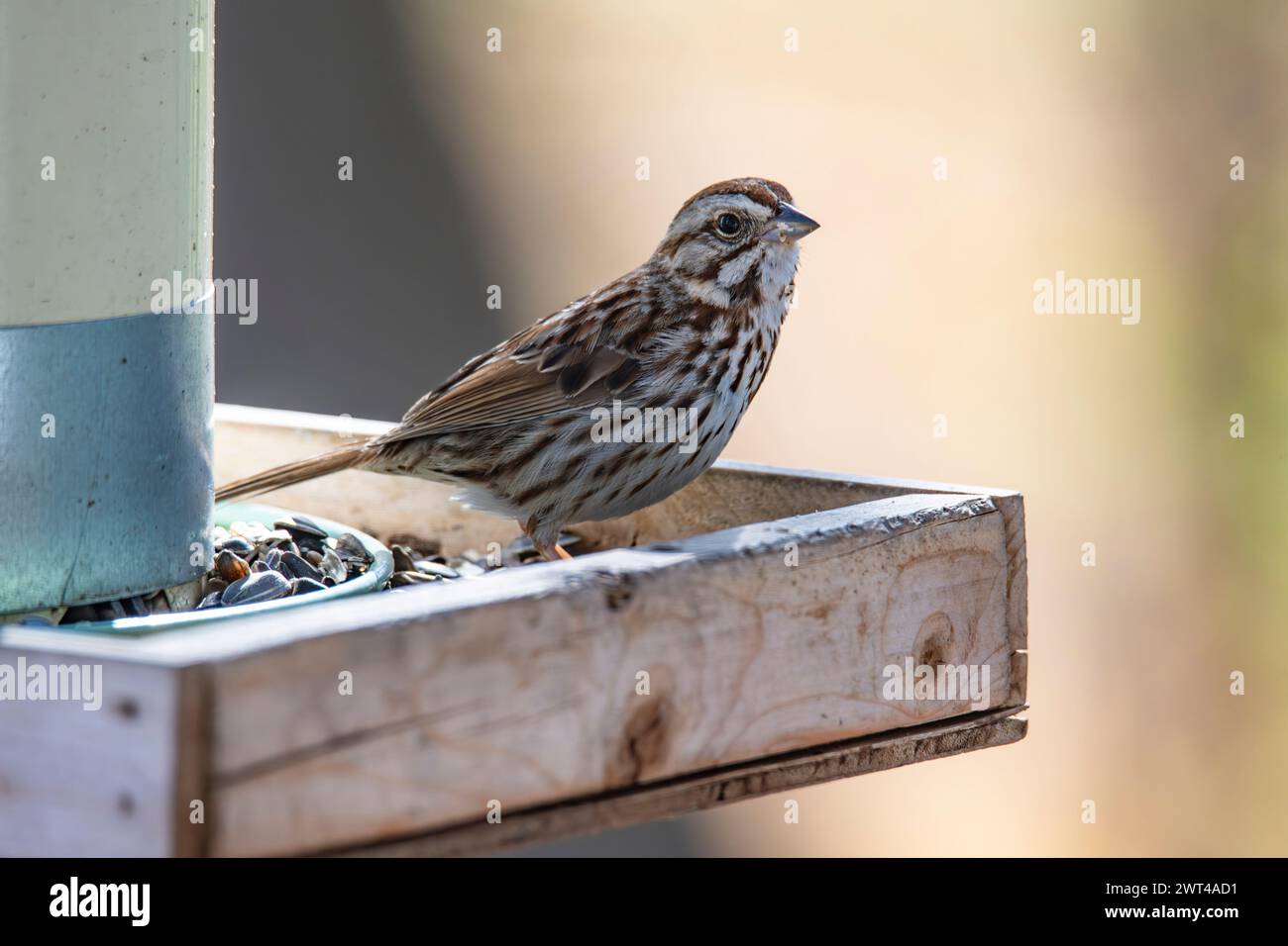 Song Sparrow, Melospiza melodia, à la recherche de nourriture Banque D'Images