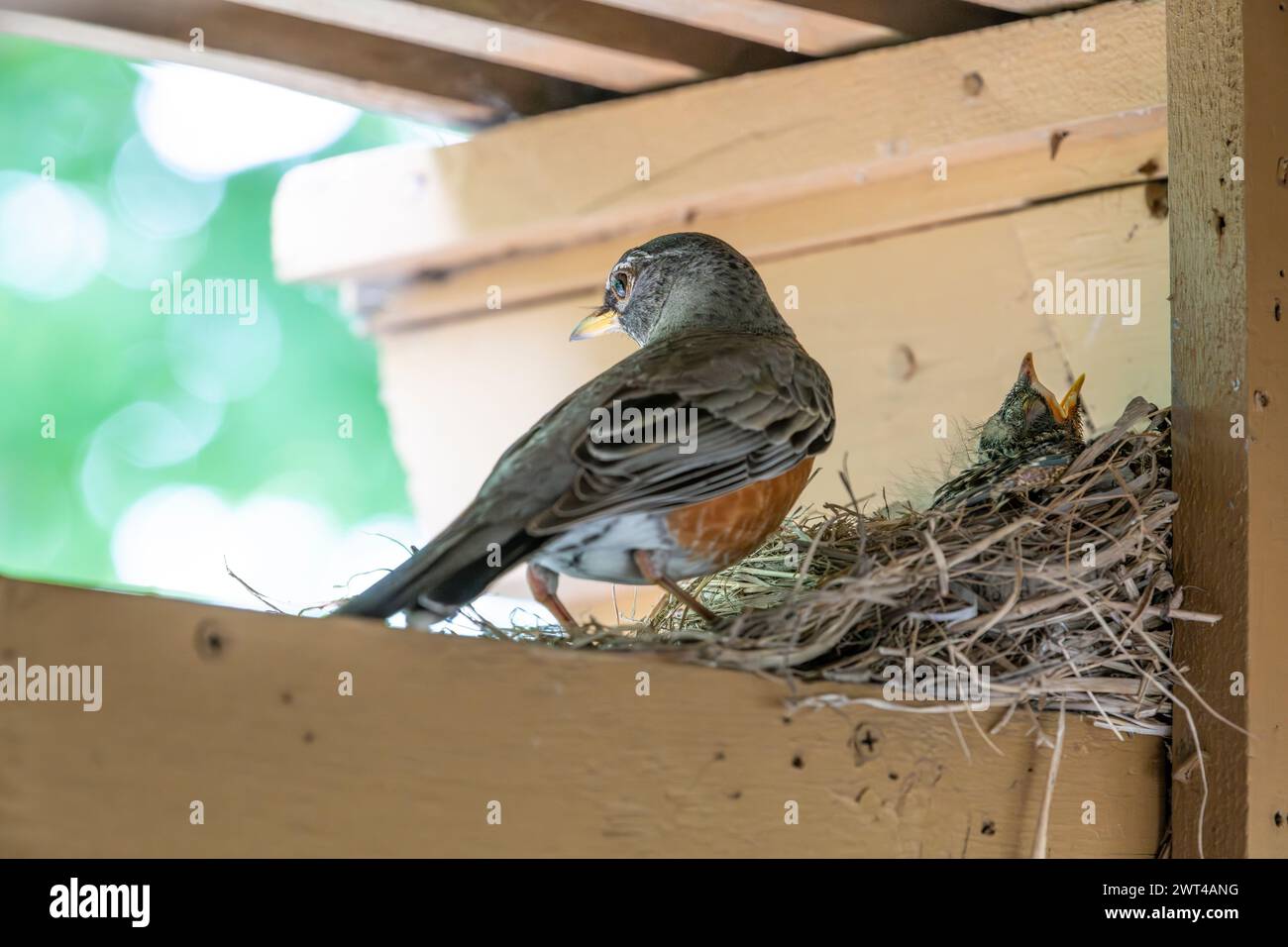 robin américain adulte, Turdus migratorius, parent au nid rempli de poussins Banque D'Images