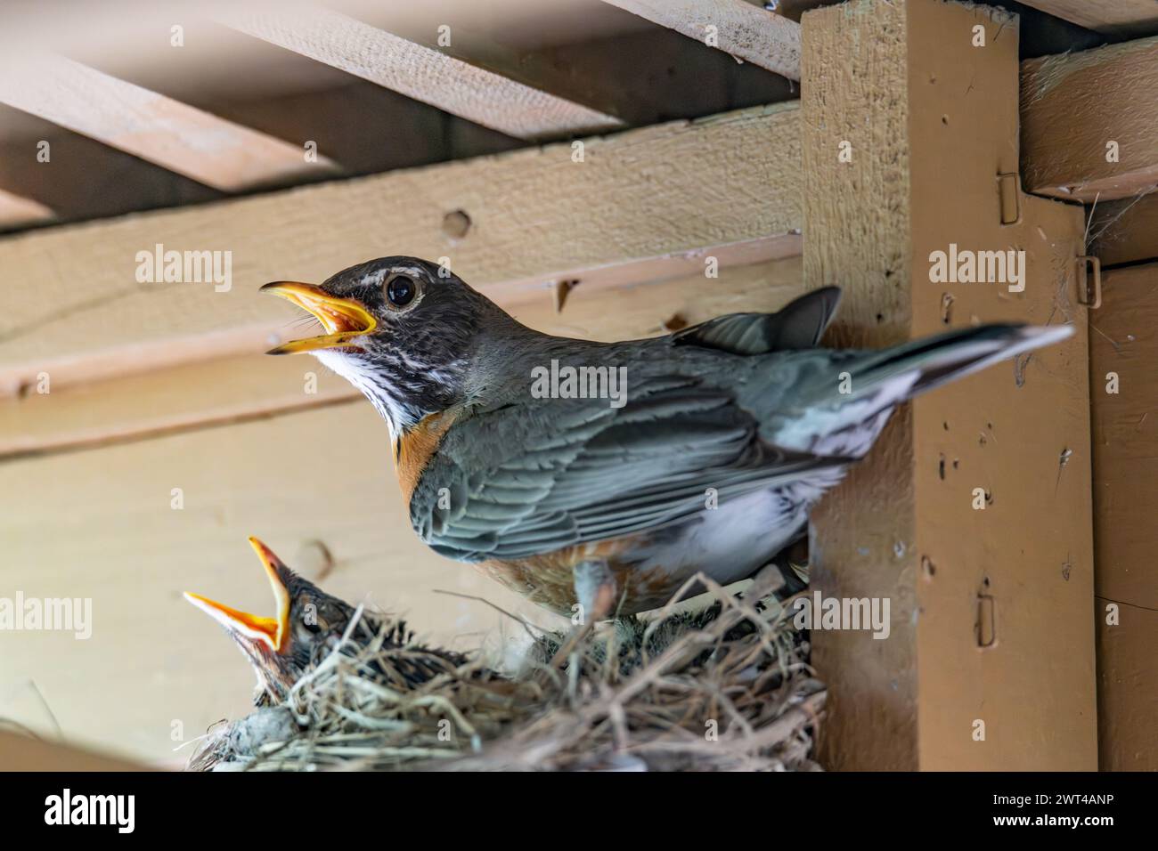 robin américain adulte, Turdus migratorius, parent au nid rempli de poussins Banque D'Images