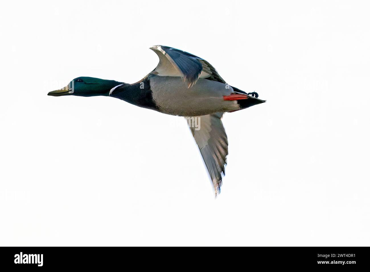 Un canard colvert en vol au-dessus du sud-ouest de l'Ontario, Canada. Banque D'Images