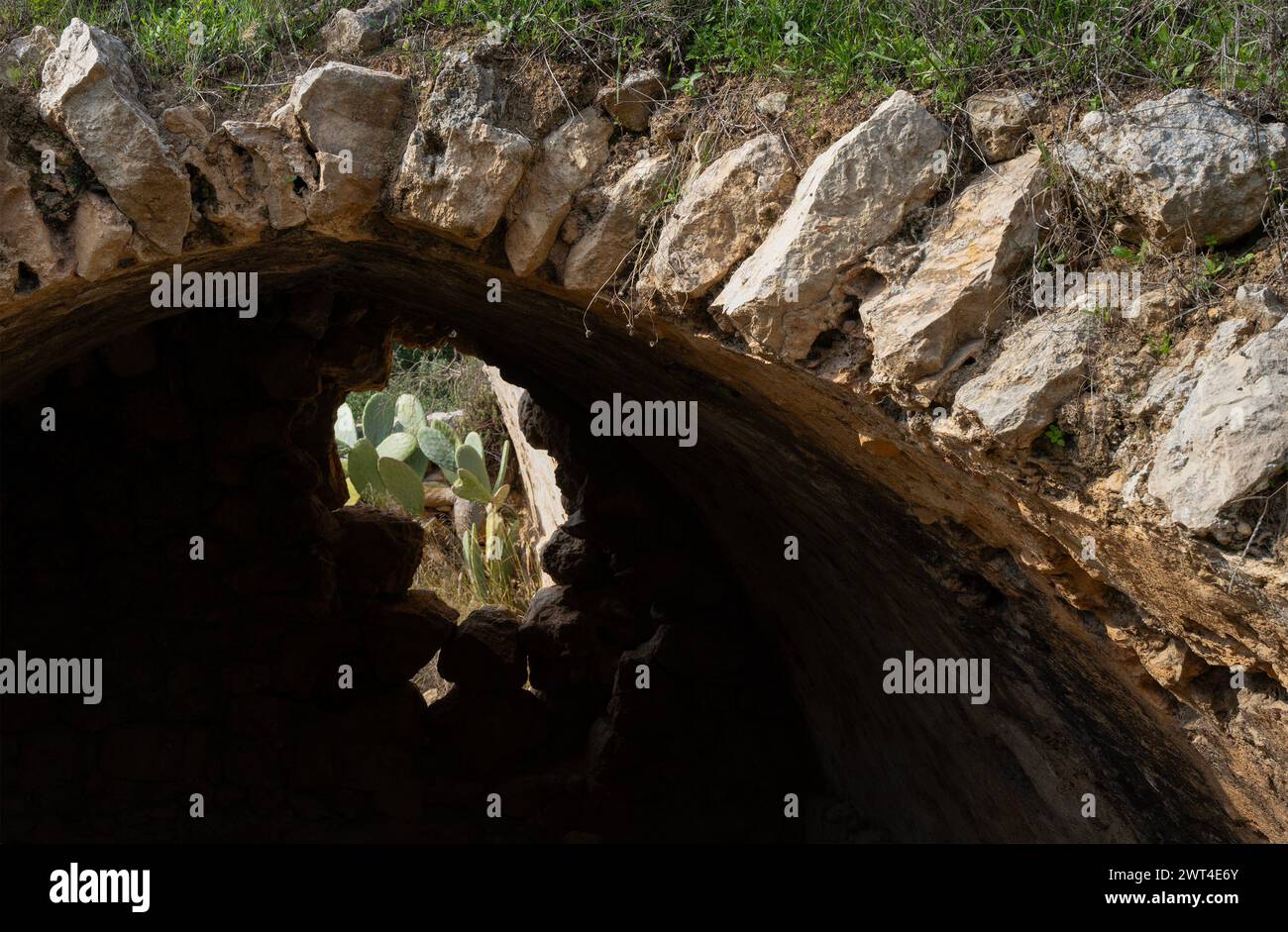 Un arbuste de poires épineux vu à travers un mur en ruine d'une ancienne structure dans les montagnes de Judée près de Jérusalem, Israël. Banque D'Images