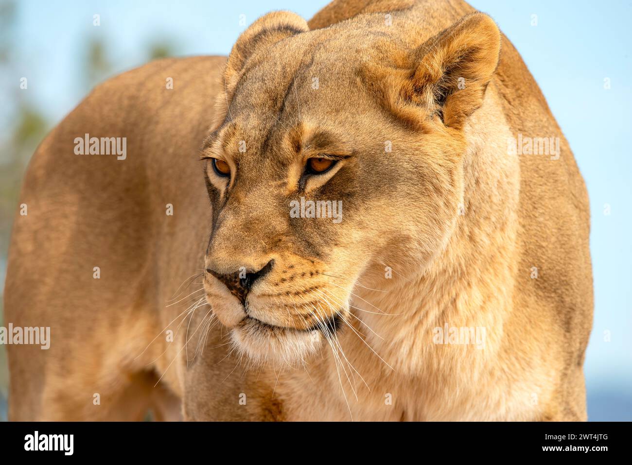 Portrait d'un lion Banque D'Images