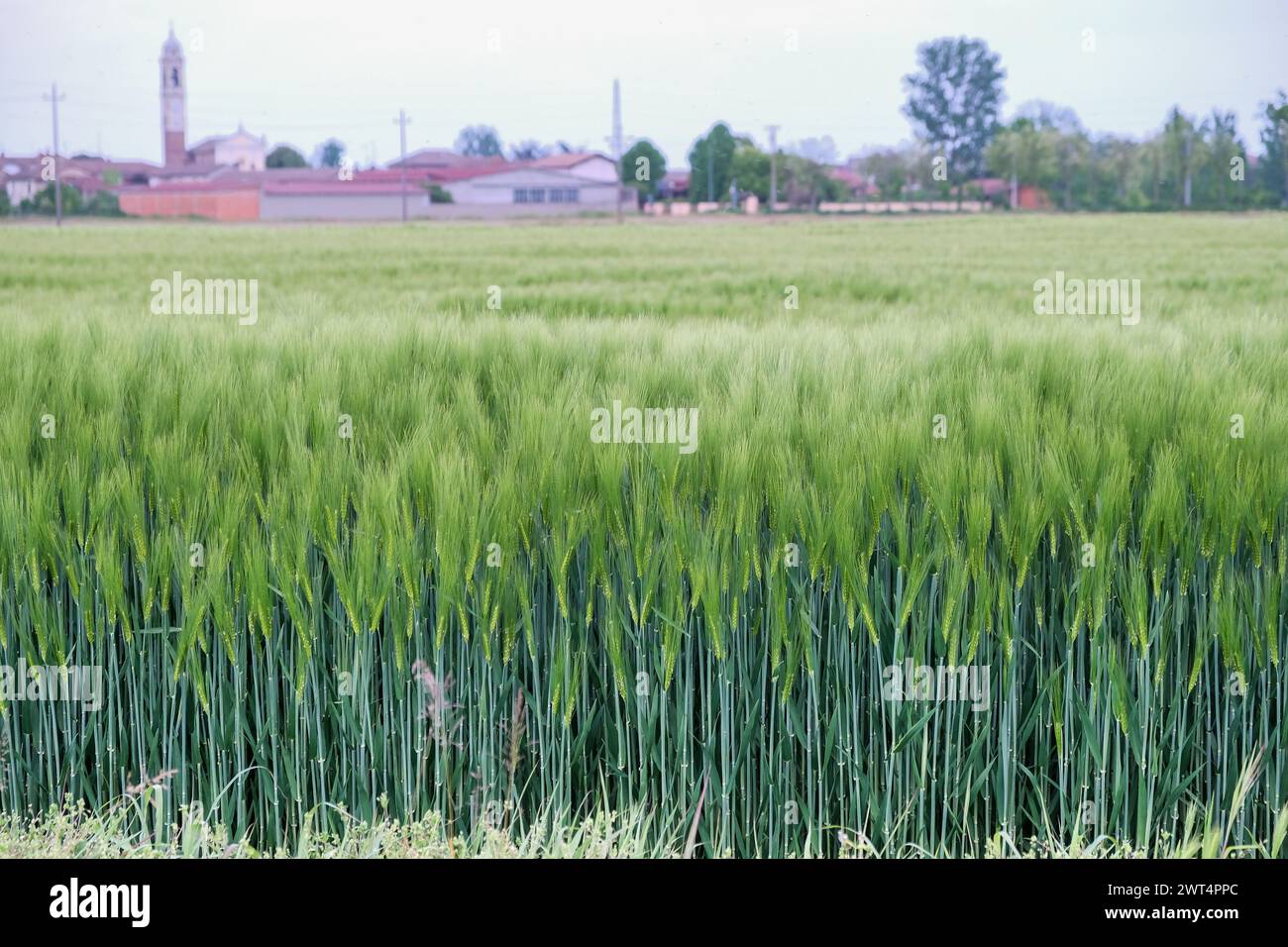 Vue rapprochée des épis de blé vert se balançant dans un champ un jour ensoleillé. Garlasco, Lombardie. Italie Banque D'Images