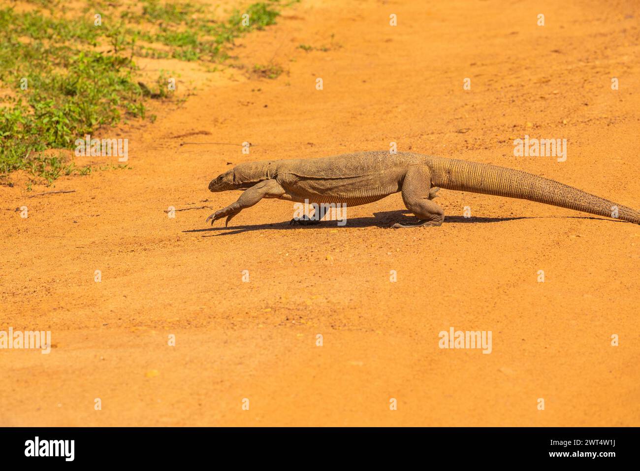 Moniteur d'eau asiatique - Varanus salvator également moniteur d'eau commun, grand lézard varanide natif de l'Asie du Sud et du Sud-est moniteur lézard traverse le R. Banque D'Images