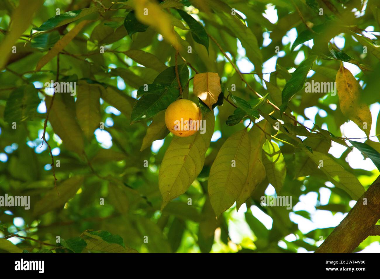 Noix de muscade accrochée à un arbre de noix de muscade dans le jardin du Sri Lanka. fond vert naturel Banque D'Images