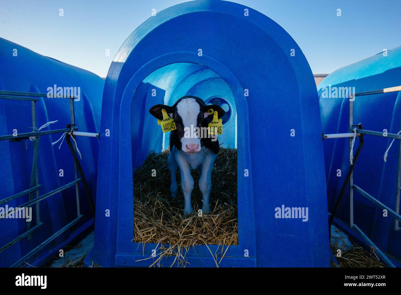 Jeune Holstein veau dans la maison bleue de veau à la ferme journal. Banque D'Images