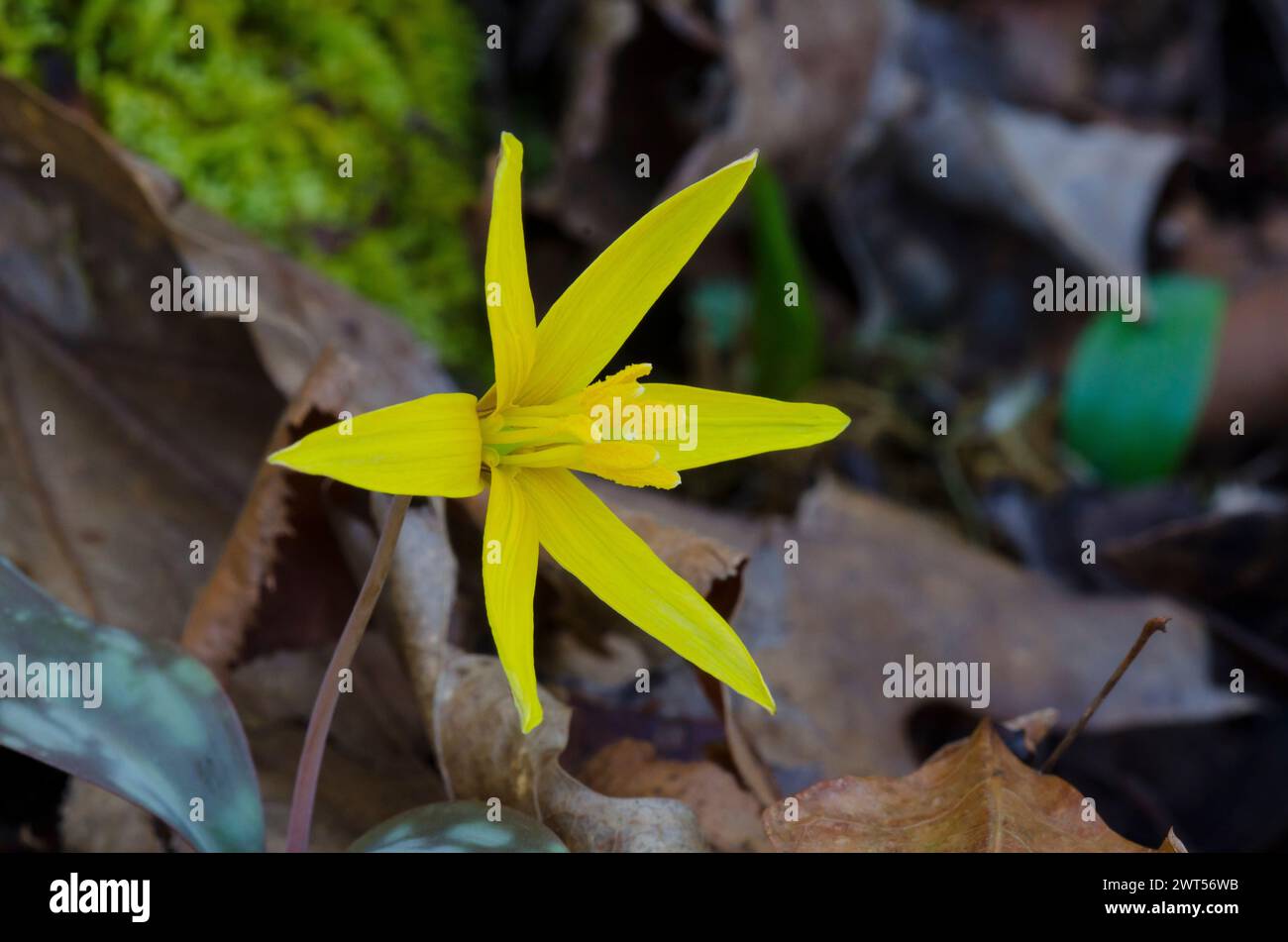 Jaune Troutly, Erythronium rostratum Banque D'Images