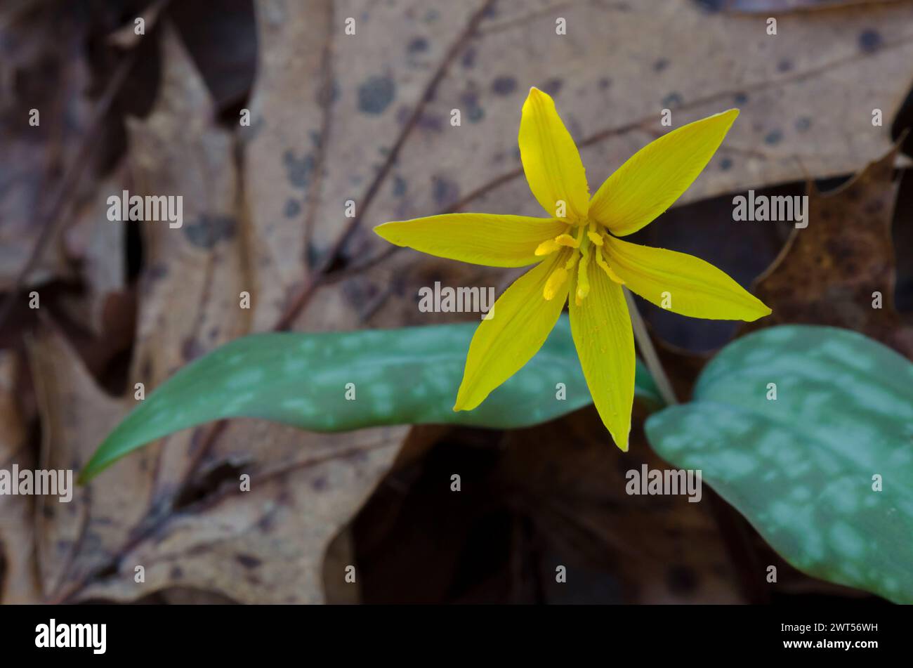 Jaune Troutly, Erythronium rostratum Banque D'Images