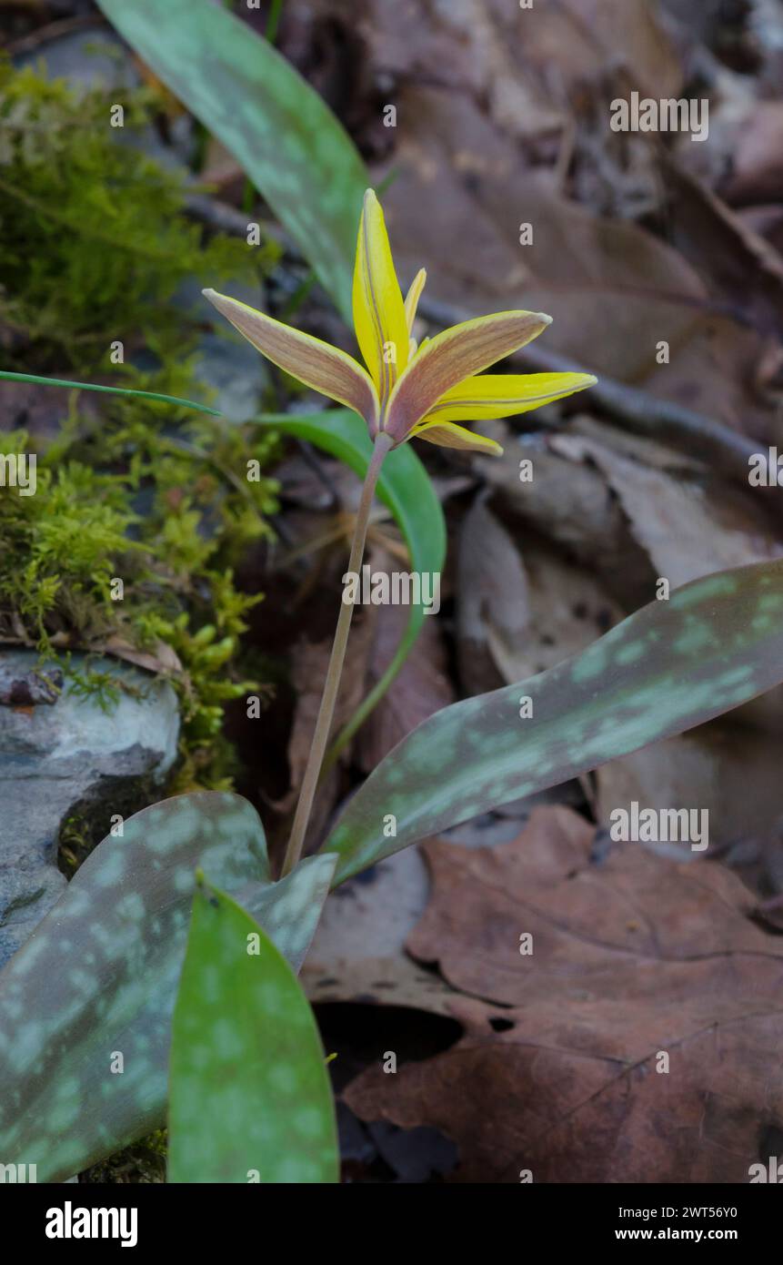 Jaune Troutly, Erythronium rostratum Banque D'Images