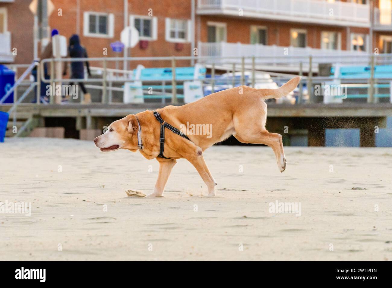 Photo de profil du « chef » senior du Labrador jaune faisant sa célèbre course de bucking bronco sur la plage d'Avon by the Sea Banque D'Images