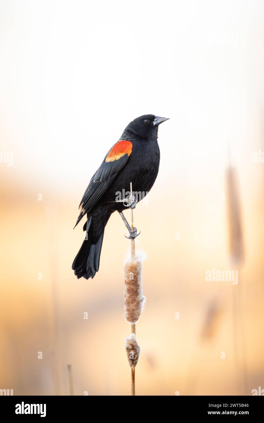 Mâle Rouge-ailé Noir - agelaius phoeniceus - perché sur la tige de queue au coucher du soleil Banque D'Images