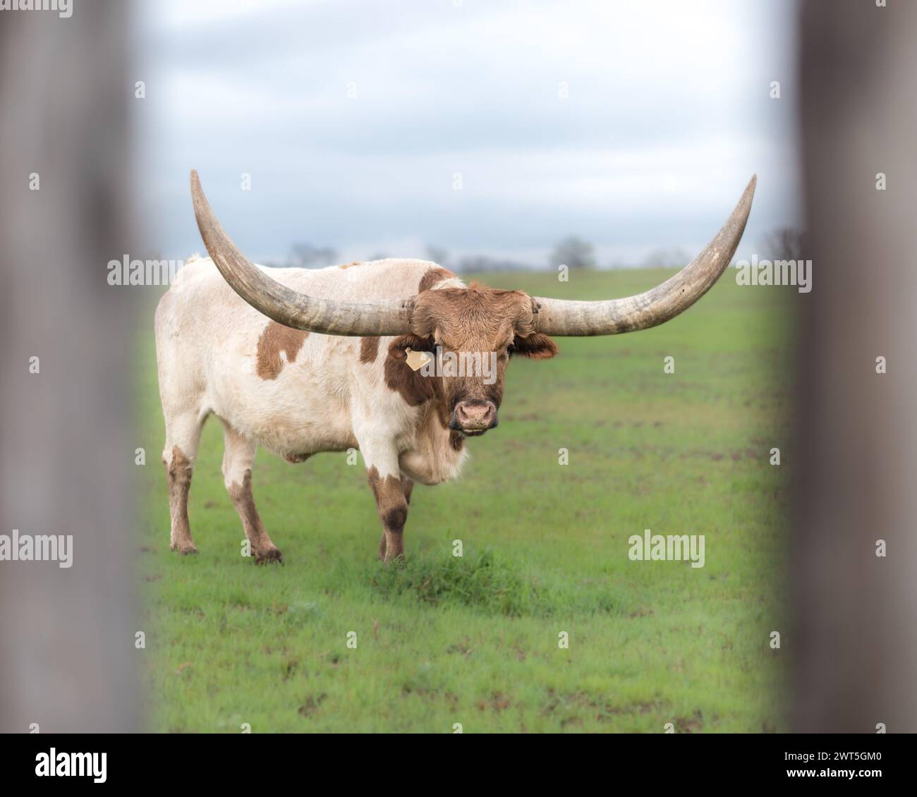 Texas Longhorn Banque D'Images