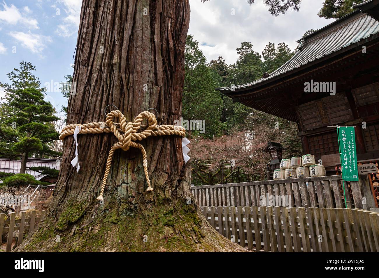 Sanctuaire Kitaguchi Hongu Fuji Sengen, Mt. Fuji, arbre sacré avec Shimenawa (corde sacrée), ville de Fujiyoshida, Yamanashi, Japon, Asie de l'est, Asie Banque D'Images